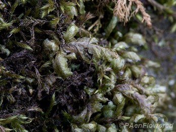 Frog skin moss